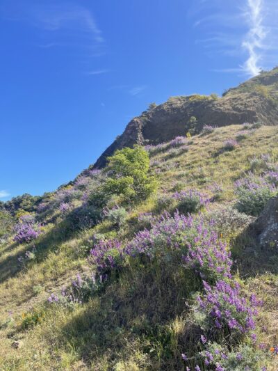 Quarry Trail Bench - Orinda, CA