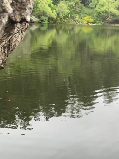 Tilden Regional Park - Orinda, CA