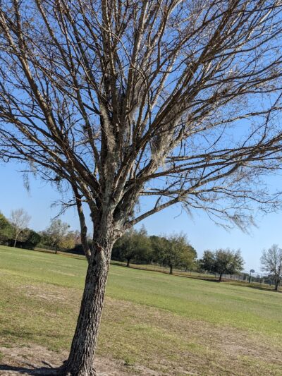 Dog Park - Orlando, FL