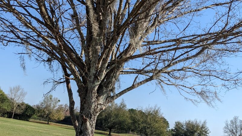 Dog Park - Orlando, FL
