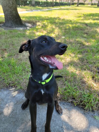 Avalon Park Dog Park - Orlando, FL