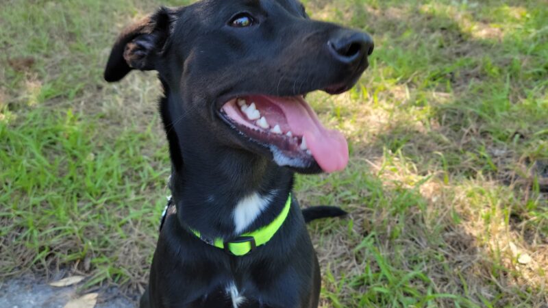 Avalon Park Dog Park - Orlando, FL