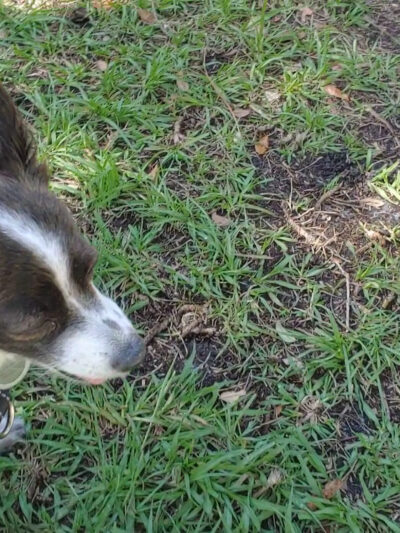 Avalon Park Dog Park - Orlando, FL