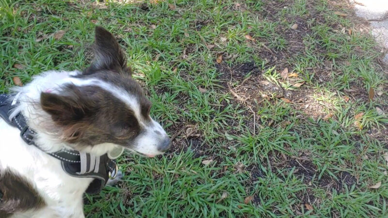 Avalon Park Dog Park - Orlando, FL