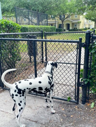 Avalon Park Dog Park - Orlando, FL