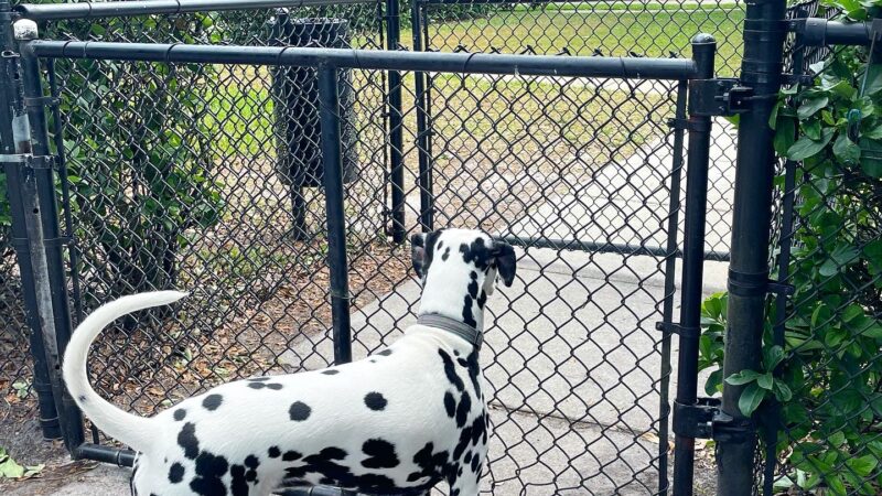 Avalon Park Dog Park - Orlando, FL