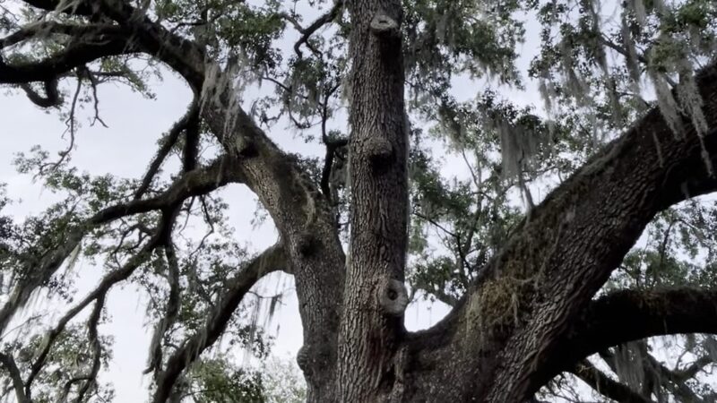 Constitution Green - Orlando, FL