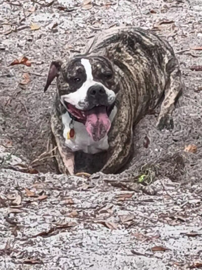 Downey Dog Park - Orlando, FL