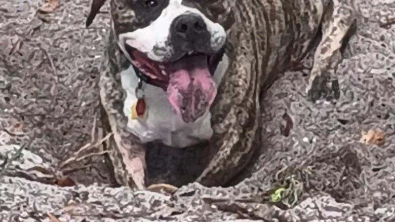 Downey Dog Park - Orlando, FL