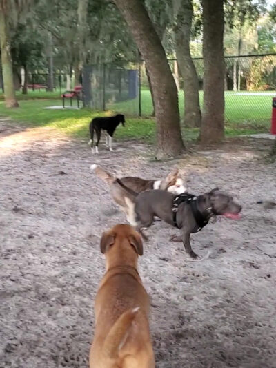 Downey Dog Park - Orlando, FL