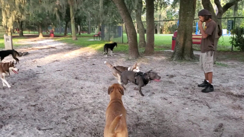 Downey Dog Park - Orlando, FL