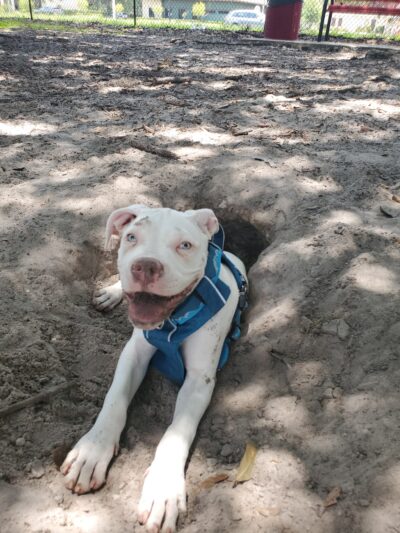 Downey Dog Park - Orlando, FL