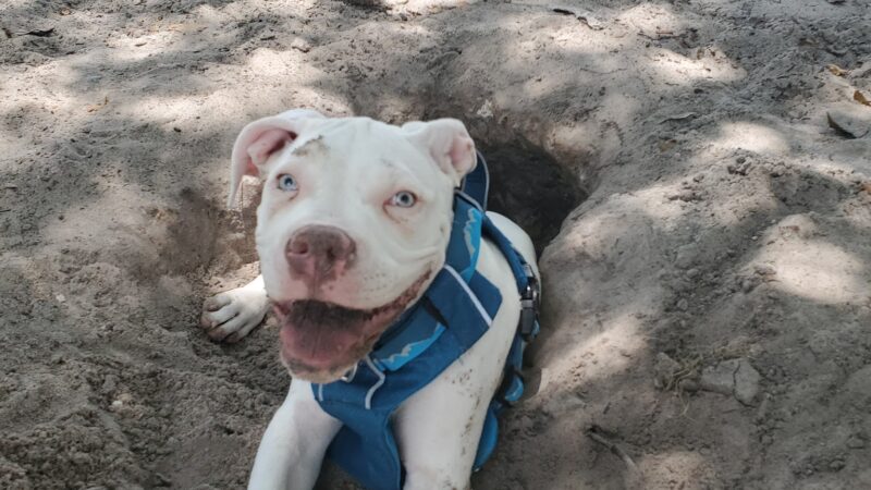 Downey Dog Park - Orlando, FL