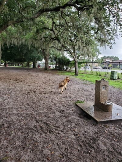 Downey Dog Park - Orlando, FL
