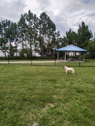 Dr. Phillips Dog Park - Orlando, FL