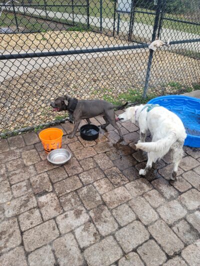 Dr. Phillips Dog Park - Orlando, FL