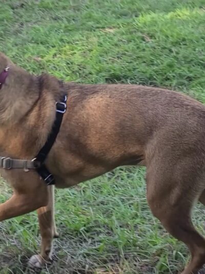 Dr. Phillips Dog Park - Orlando, FL