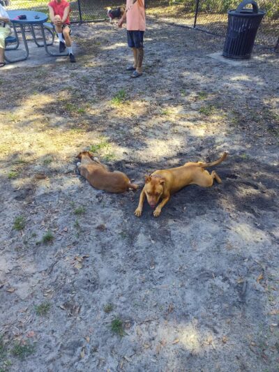 Dr. Phillips Dog Park - Orlando, FL