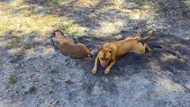 Dr. Phillips Dog Park - Orlando, FL