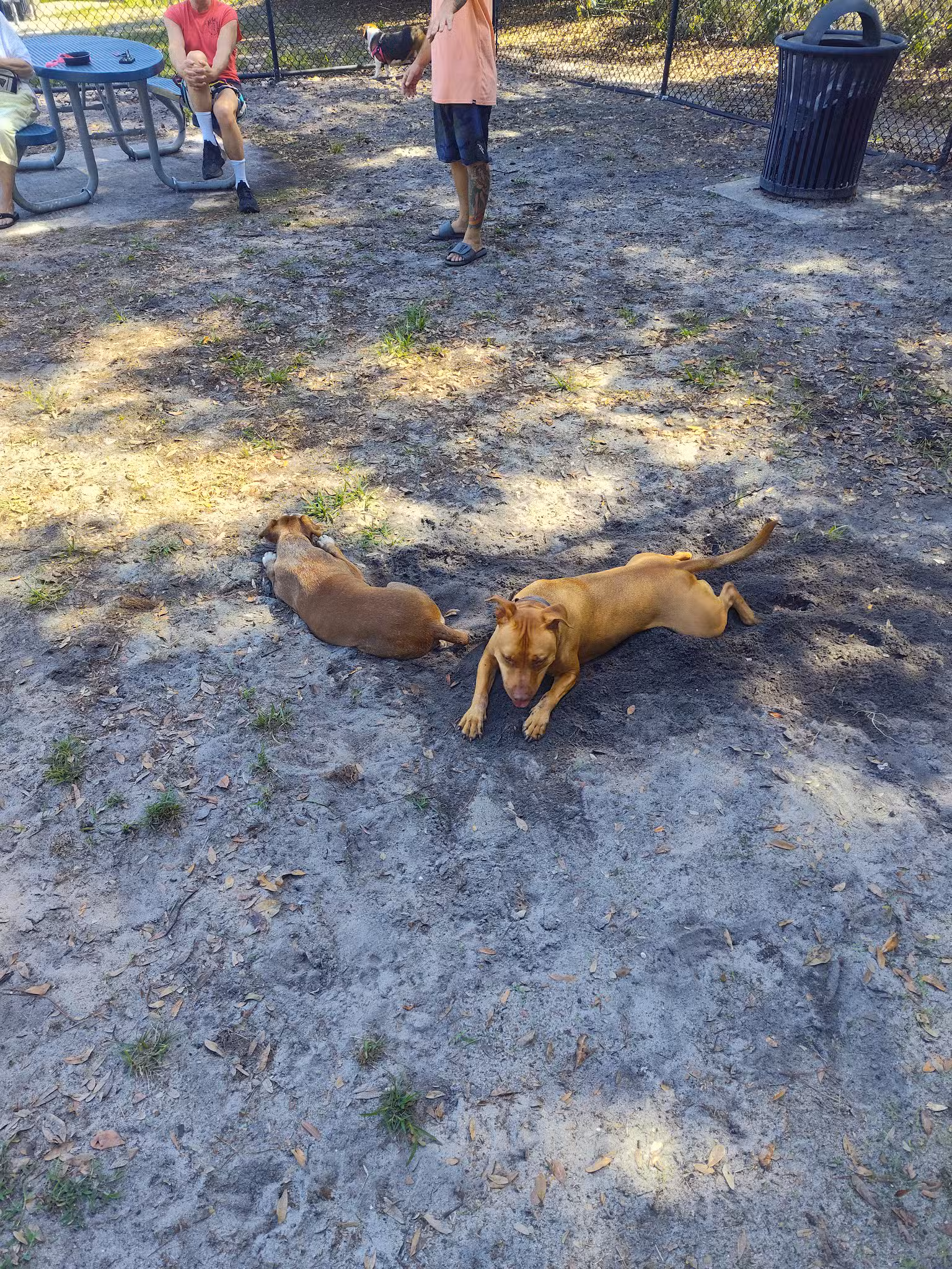 Dr. Phillips Dog Park - Orlando, FL