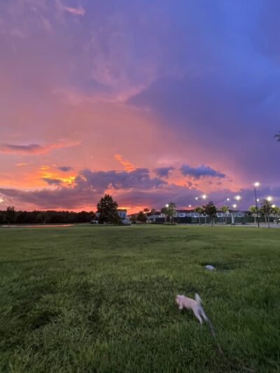 Eagle Creek Dog Park - Orlando, FL