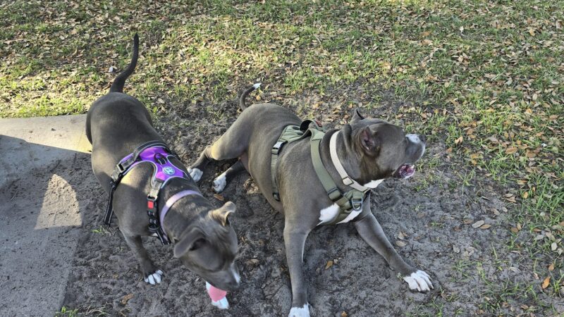 Lake Druid Dog Park - Orlando, FL