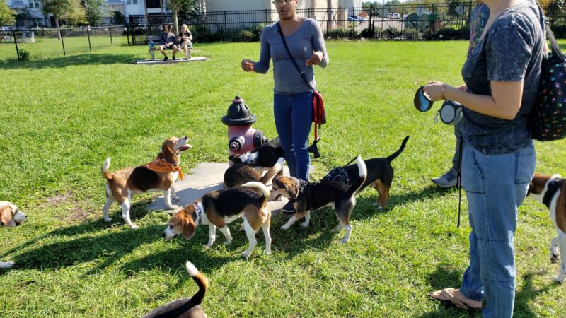 Lake Druid Dog Park - Orlando, FL