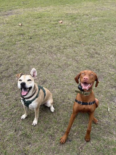 Lake Druid Dog Park - Orlando, FL
