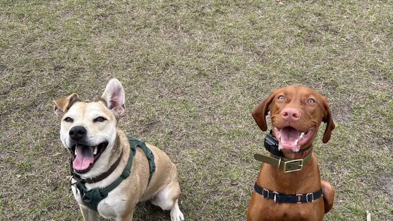 Lake Druid Dog Park - Orlando, FL