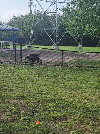 Meadow Woods Dog Park - Orlando, FL