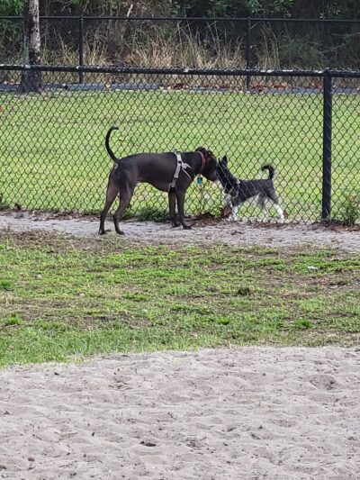 Meadow Woods Dog Park - Orlando, FL