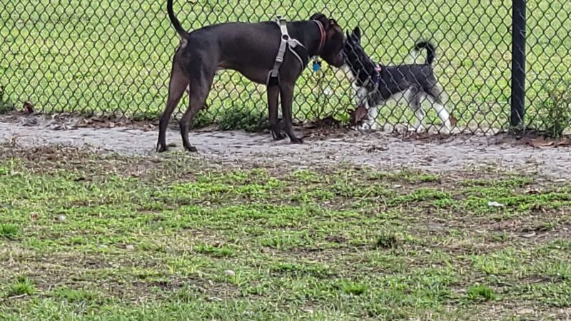 Meadow Woods Dog Park - Orlando, FL