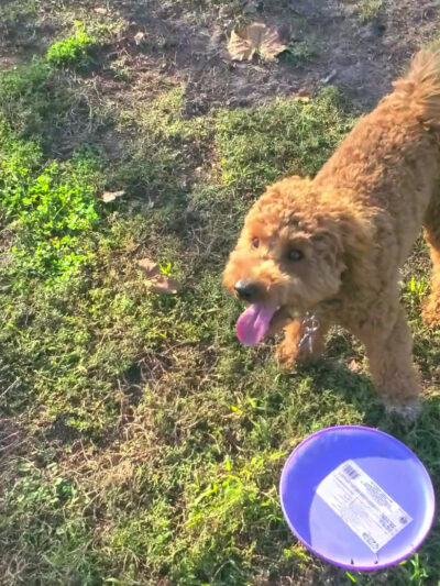 Meadow Woods Dog Park - Orlando, FL