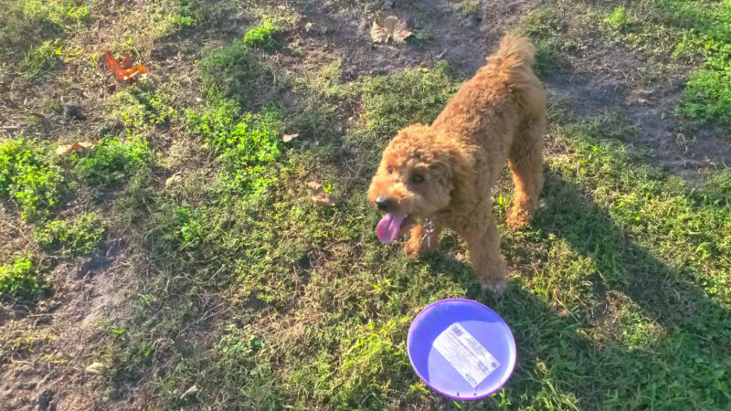 Meadow Woods Dog Park - Orlando, FL