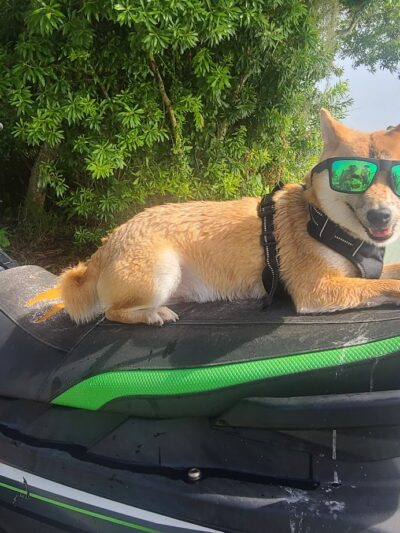 Orlando Dog Camp - Orlando, FL