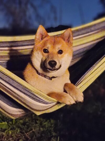 Orlando Dog Camp - Orlando, FL