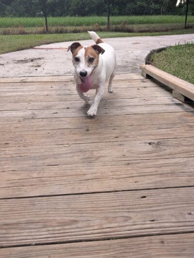 Yucatan Dog Park - Orlando, FL