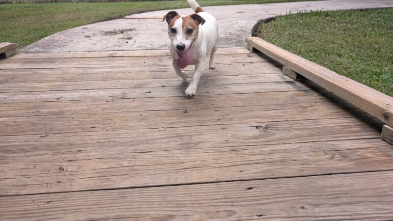 Yucatan Dog Park - Orlando, FL