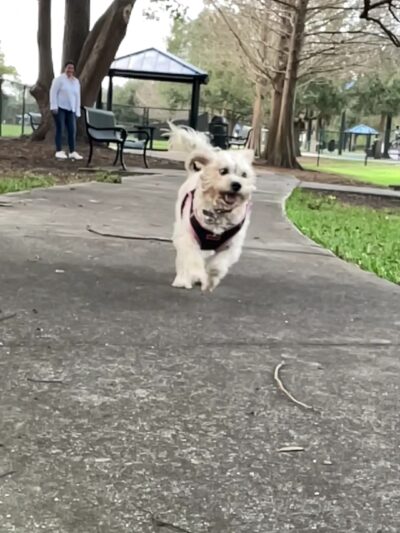 Yucatan Dog Park - Orlando, FL