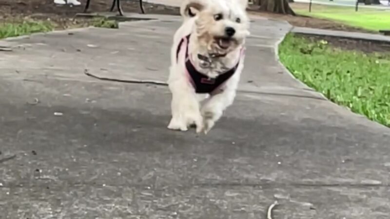 Yucatan Dog Park - Orlando, FL