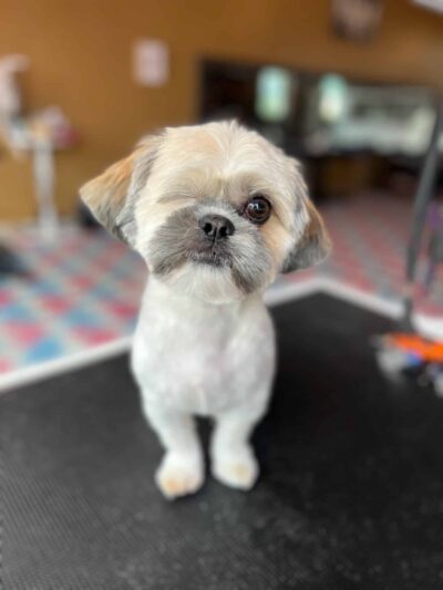 The Pawlor - Orleans, IN