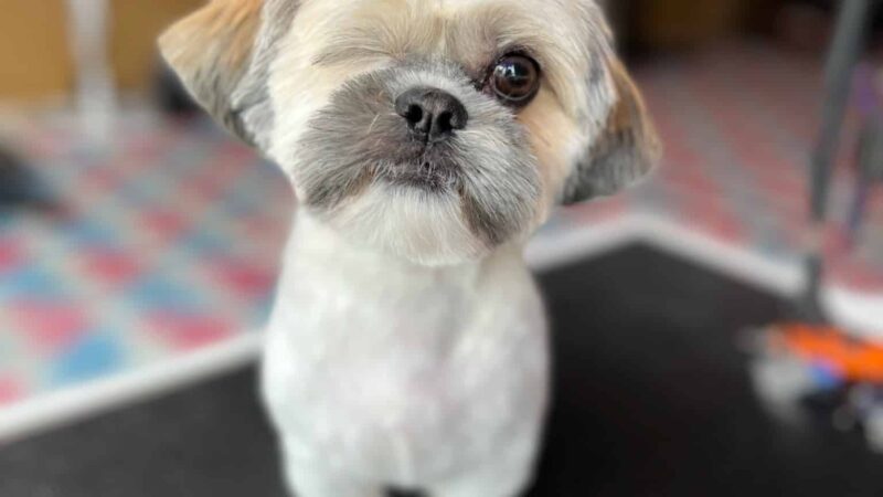 The Pawlor - Orleans, IN