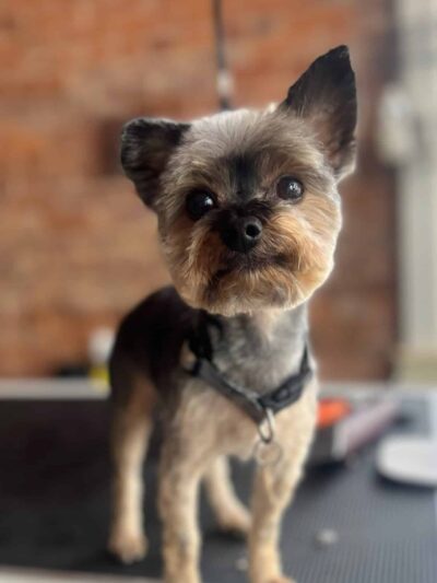 The Pawlor - Orleans, IN