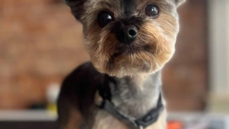 The Pawlor - Orleans, IN