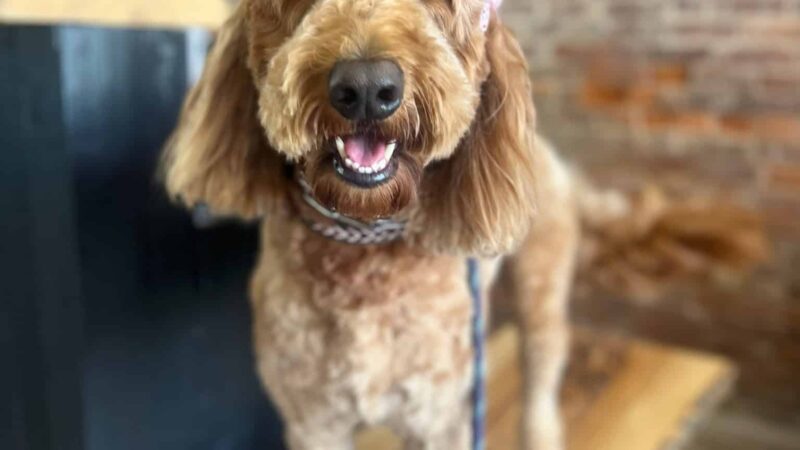 The Pawlor - Orleans, IN