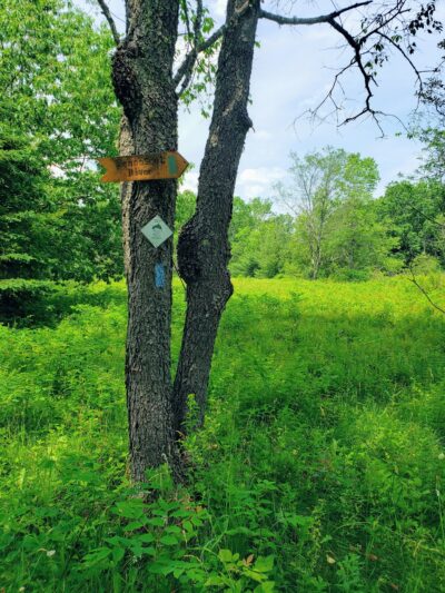 Piney Knoll Conservation Area - Orono, ME