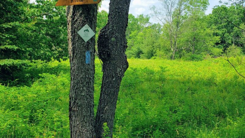 Piney Knoll Conservation Area - Orono, ME