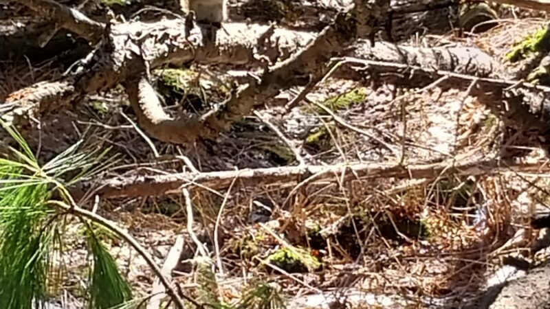 Piney Knoll Conservation Area - Orono, ME