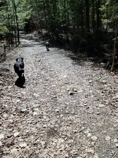 Piney Knoll Conservation Area - Orono, ME