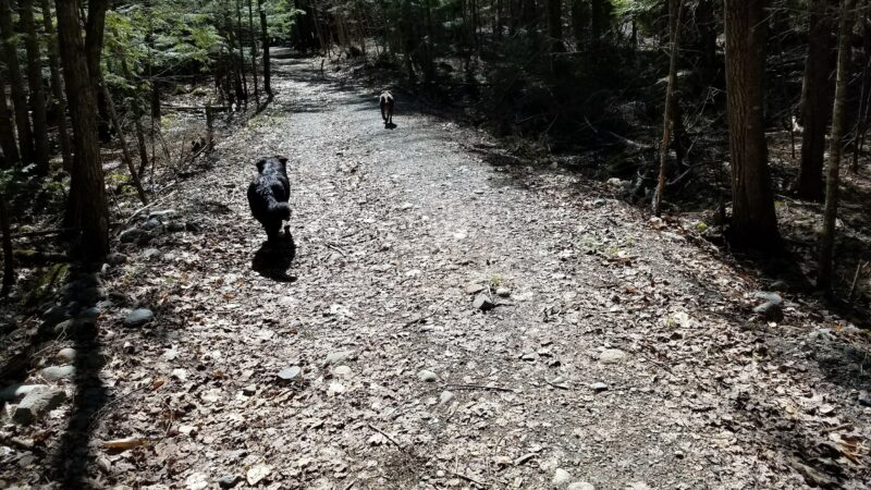 Piney Knoll Conservation Area - Orono, ME